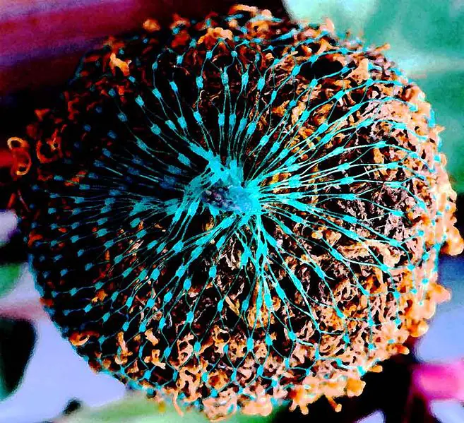 Utter Chaos Zoa Coral