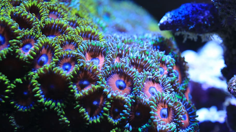 Utter Chaos Zoa Coral