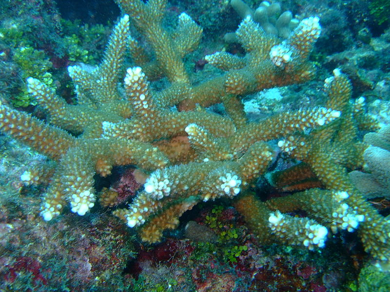 Staghorn Coral on seabed