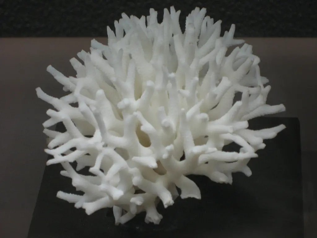 Staghorn Coral