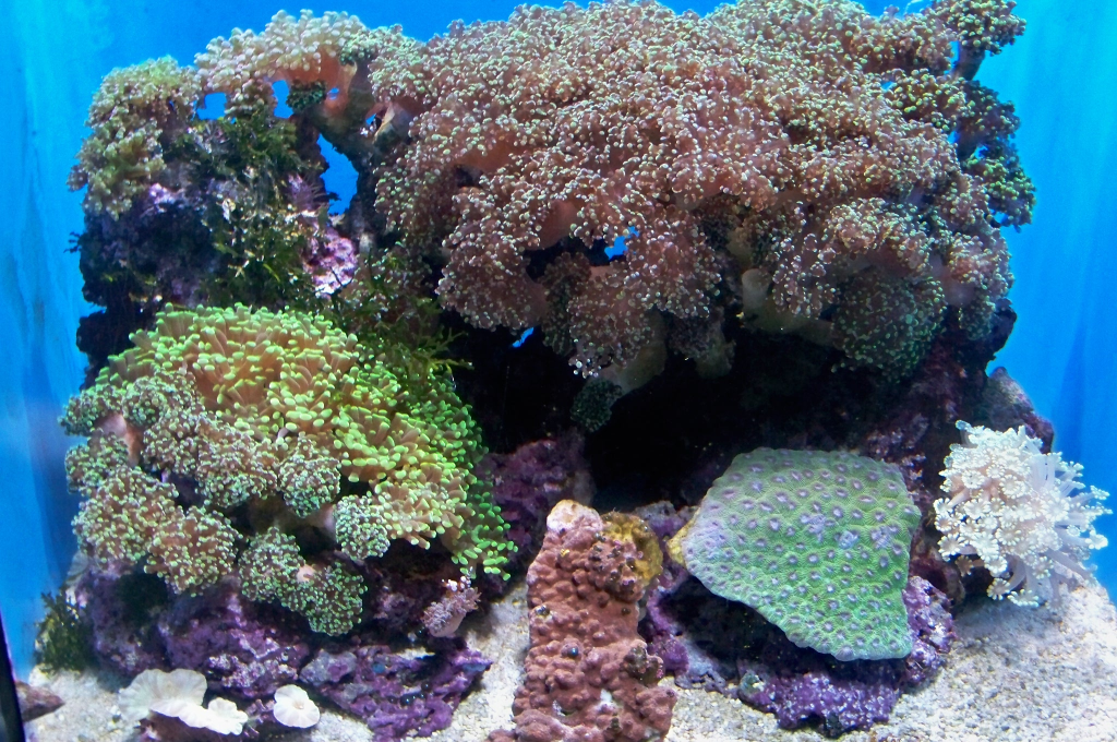 Basic requirements for keeping corals in an aquarium