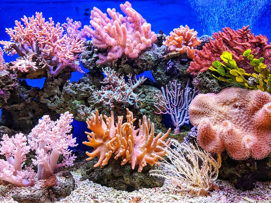 Various Colourful corals in an aquarium