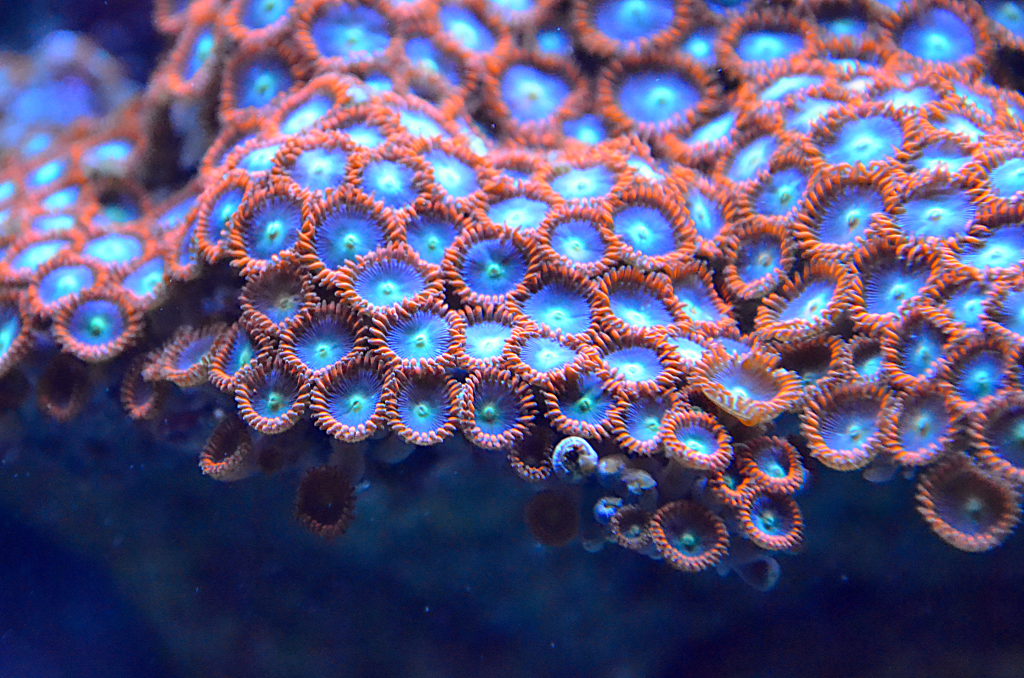 Zoanthids, Utter Chaos Zoa Coral