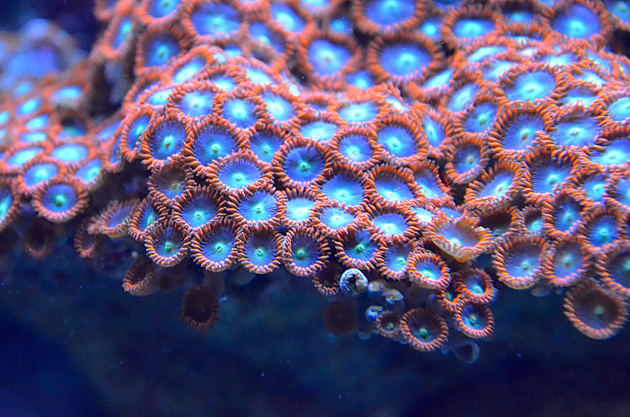 Utter Chaos Zoa Coral Care