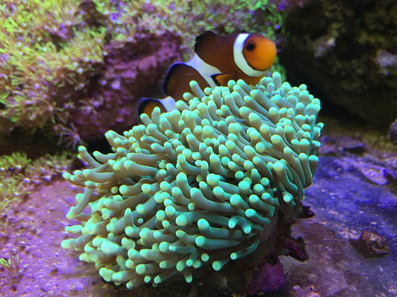 Clownfish swimming past Torch Coral