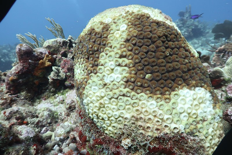 Montastraea coral care (great star coral)