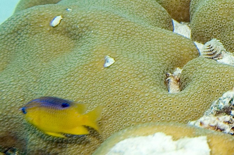 Montastraea cavernosa Coral