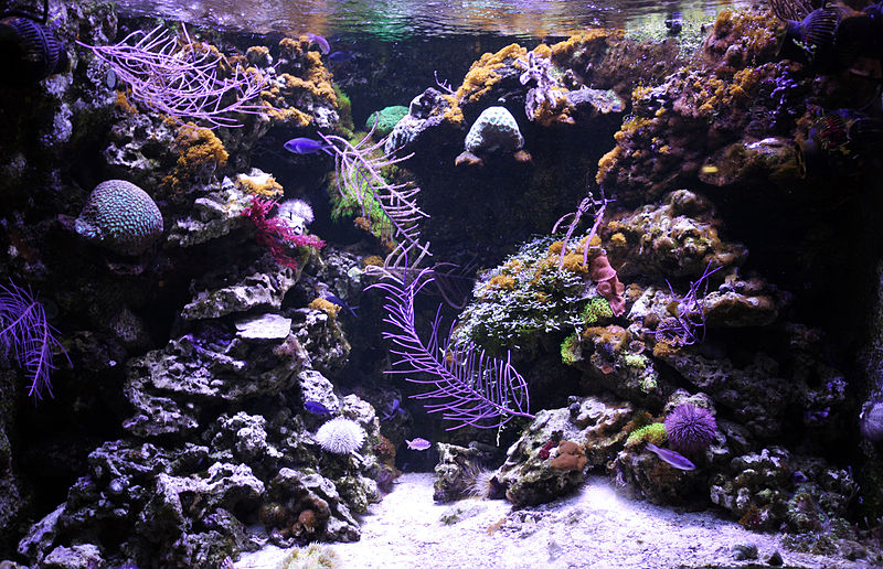 Coral reef aquarium, What is the Ideal Tank Size for a Coral Reef Aquarium?