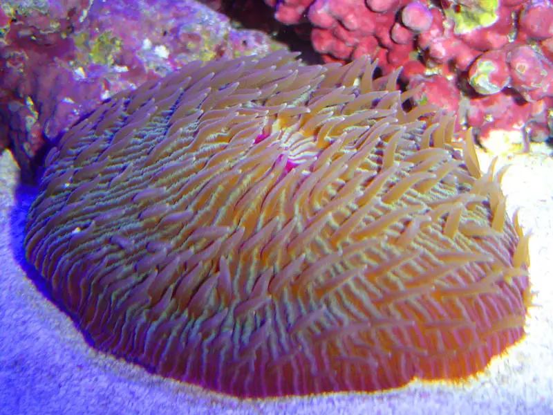 Mushroom coral