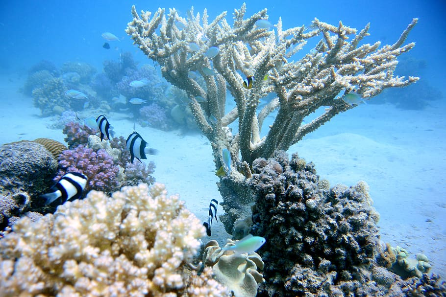 Bleached corals with fish swimming past