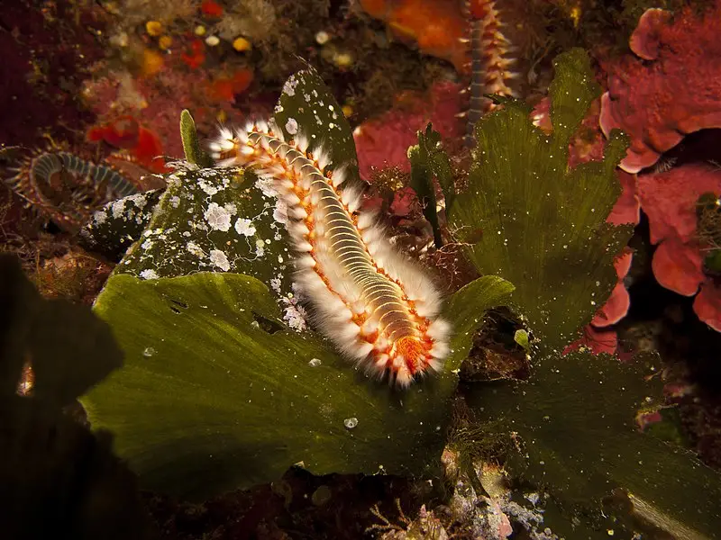 Bristle worm damaging coral