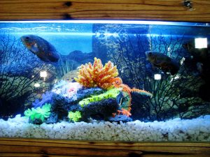 Common Diseases in Fish Tanks