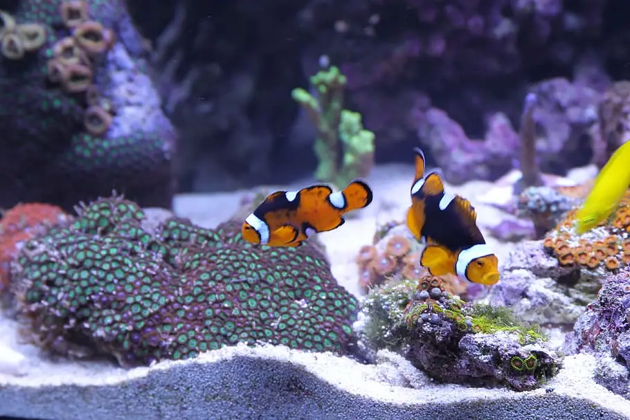 2 Clownfish swimming around coral