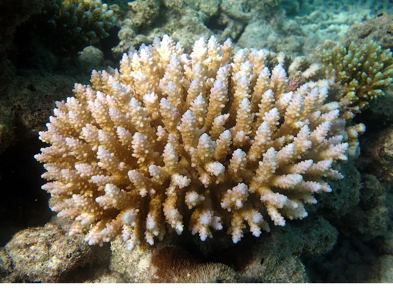 Acropora Coral