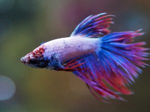 Betta Fish Fungal Infections