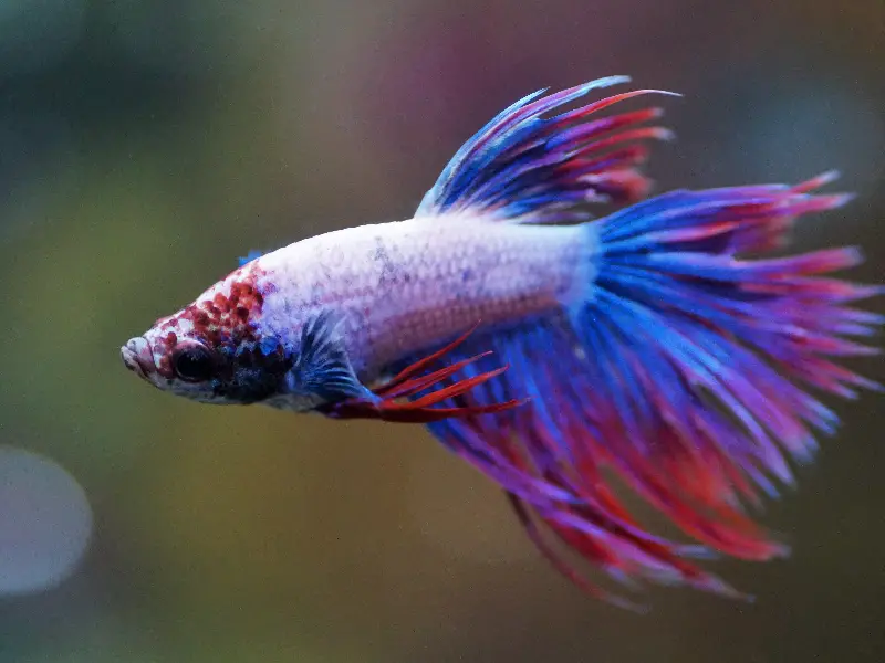 Betta Fish Fungal Infections