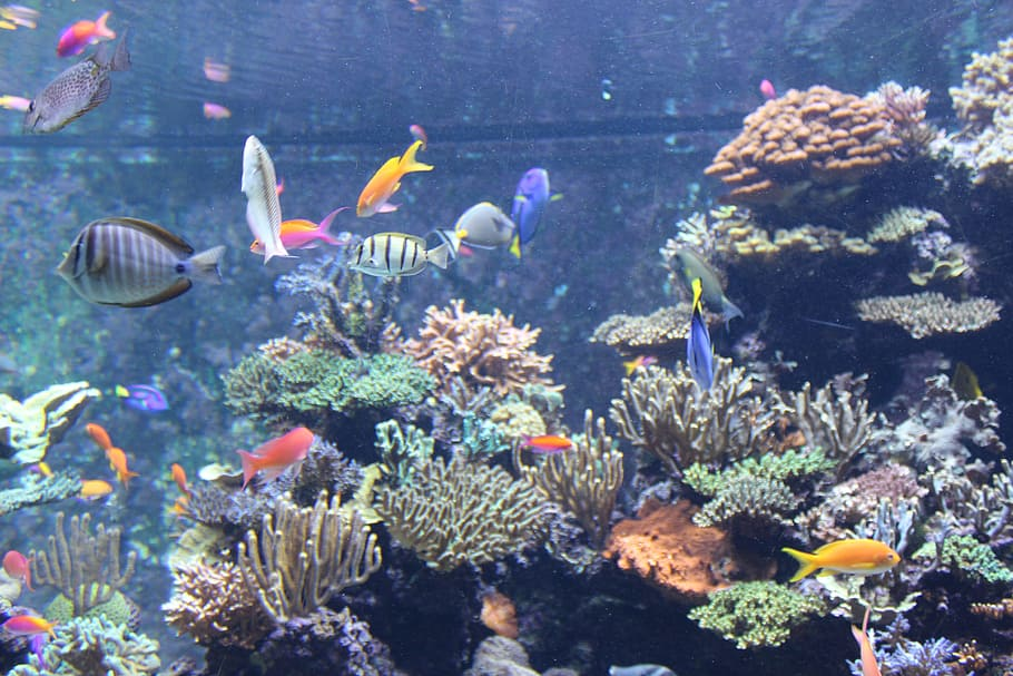 Colourful fish swimming around coral