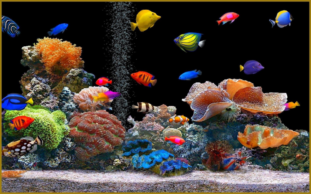 Coral aquarium with colourful fish