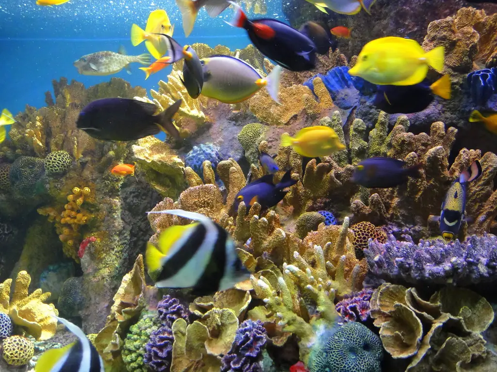 Inside a coral tank, How can I create a stable environment for coral growth in my tank?