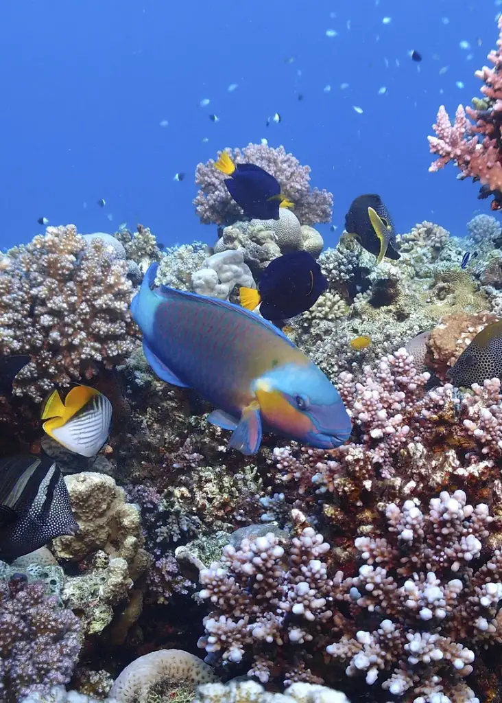 Fish swimming past coral