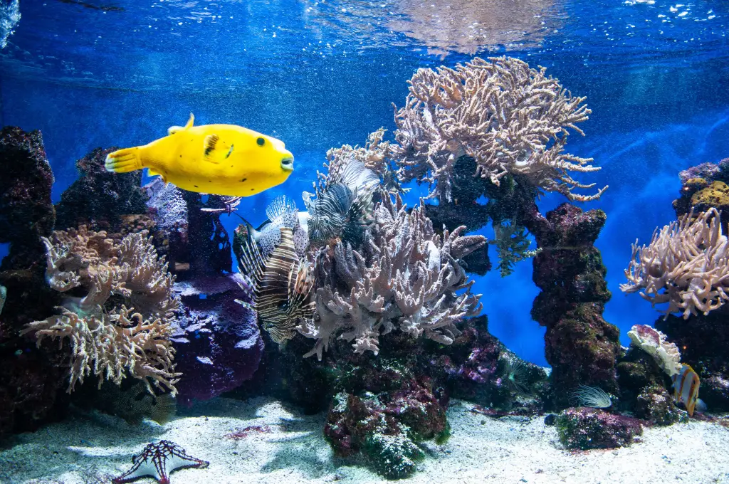 Yellow fish swimming in coral tank
