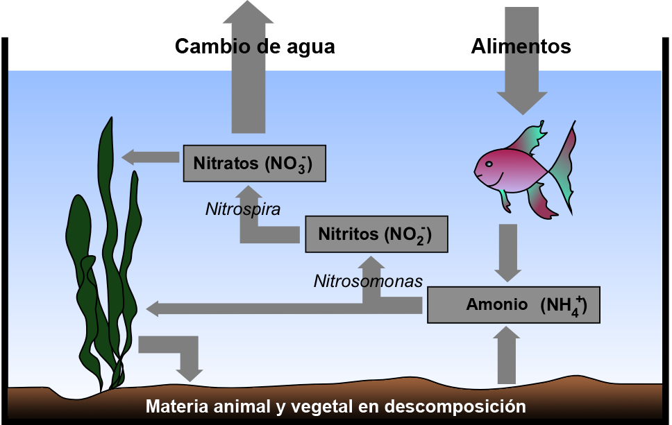 Managing Nitrate Levels in the Aquarium