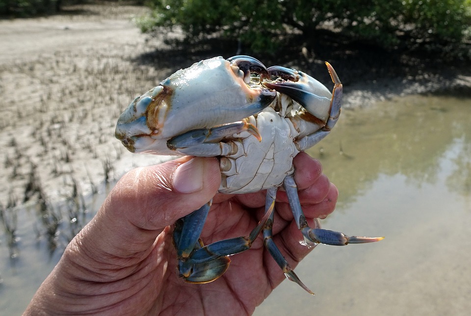 Medical Considerations in Crab Pinches