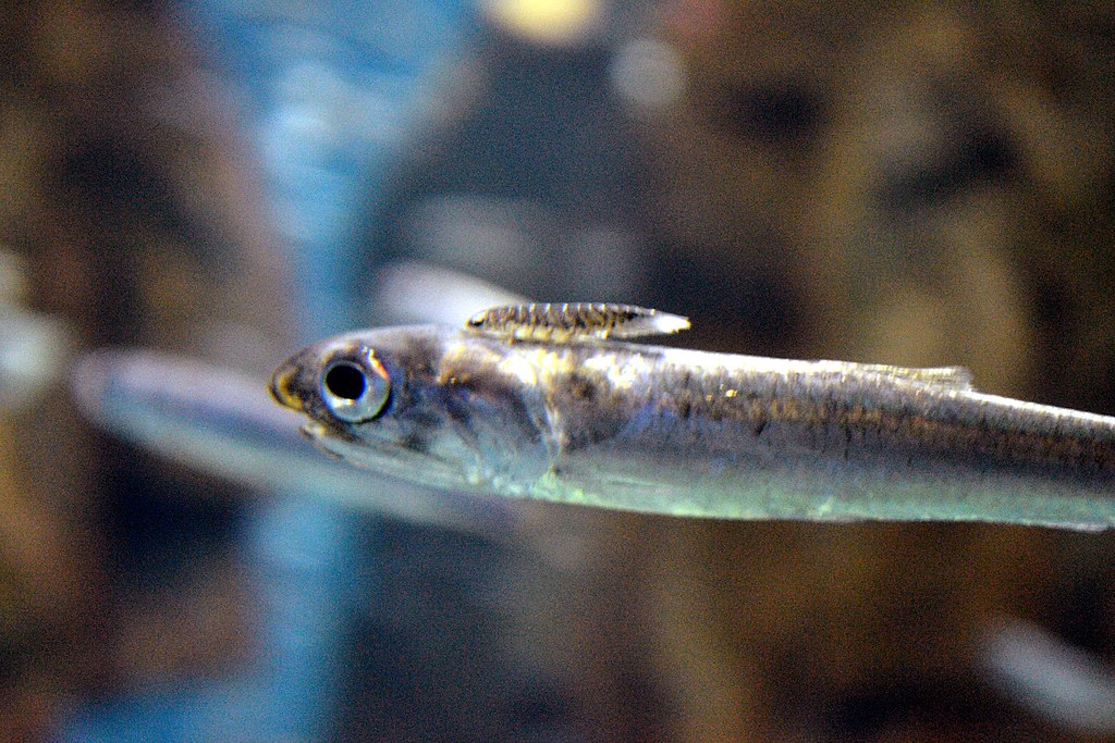 Combatting Parasites in Aquarium Fish