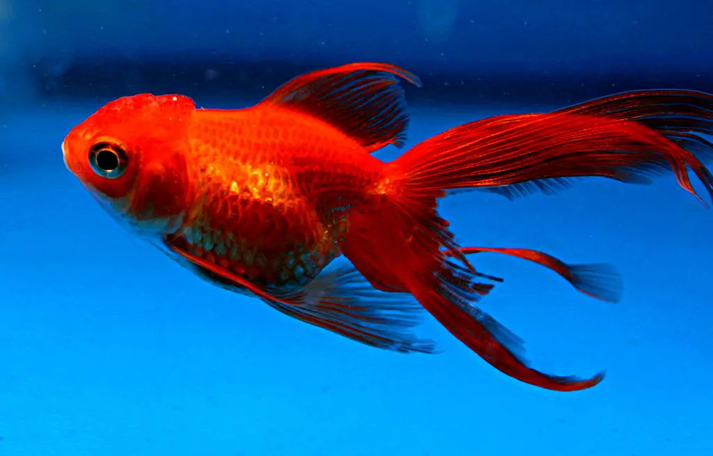 First-Aid Measures for Goldfish Skin Issues