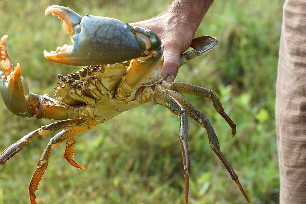 Human and Crab Interactions