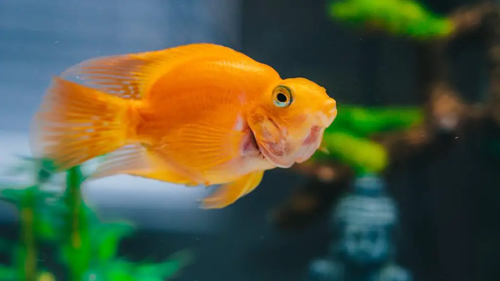 Care for Goldfish Skin Health