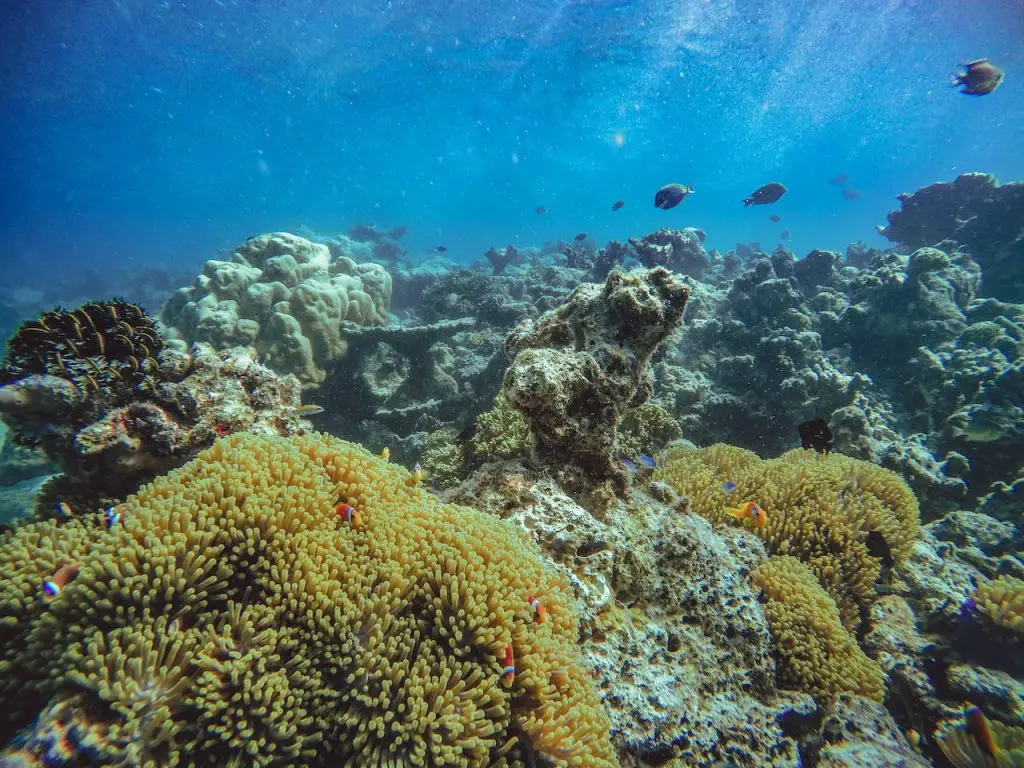 Consequences of Disturbing Coral Habitats