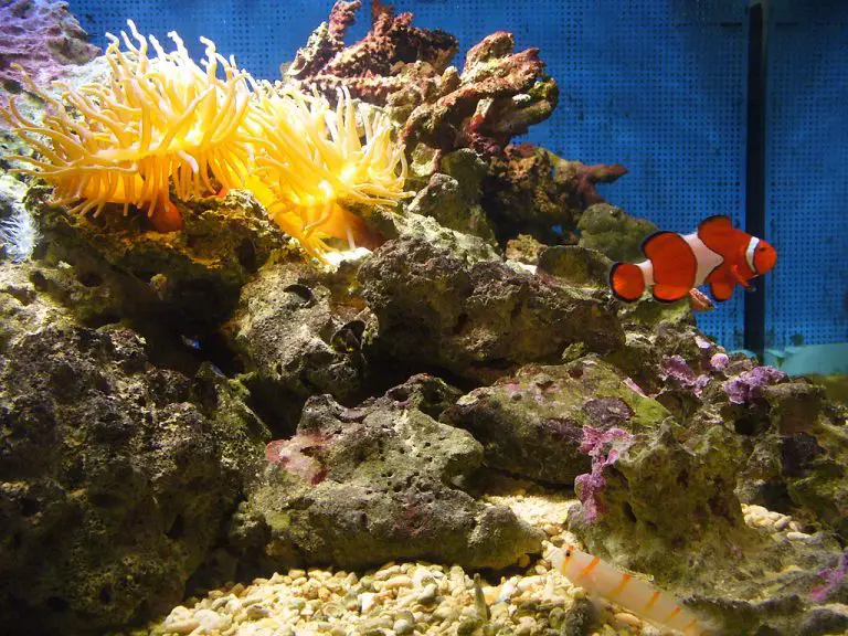 10 Gallon Clownfish Tank Essential Guide for Optimal Setup
