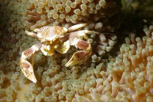 Porcelain Crab Reef Safe