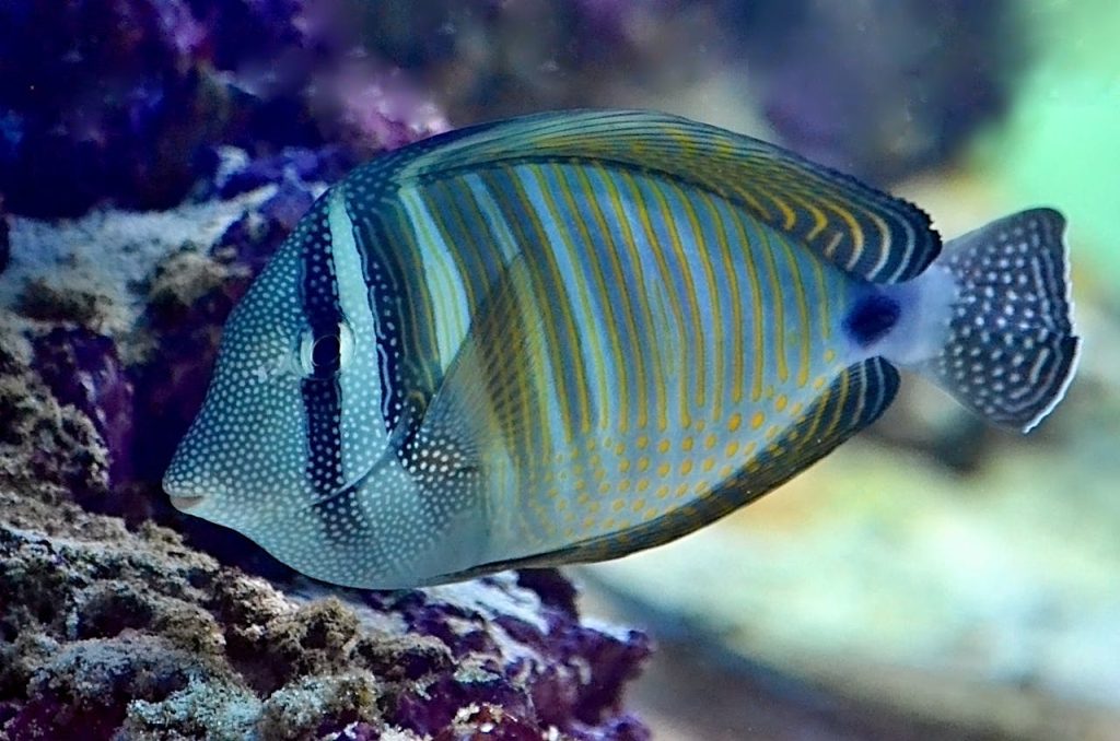 Big striped zebrasoma fish near reef