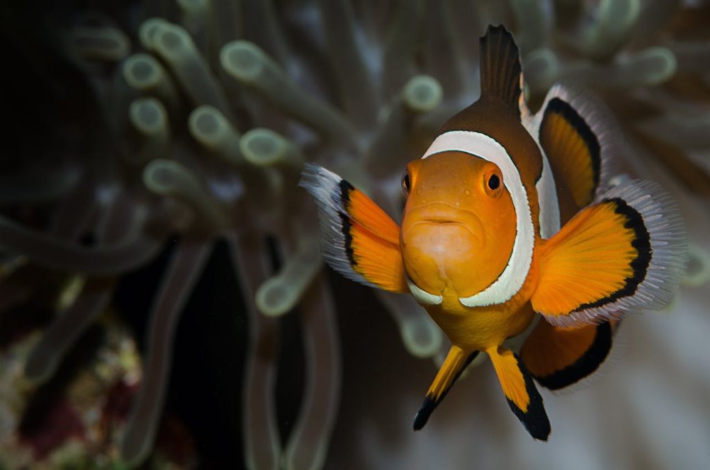 Orange and White Clown Fish Under Water