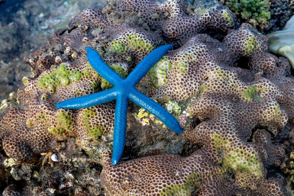 Blue sea star on stone mossy coral on exotic island coast
