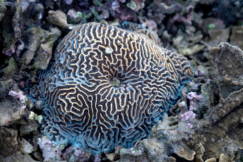 Spheroid brain coral on sea bottom
