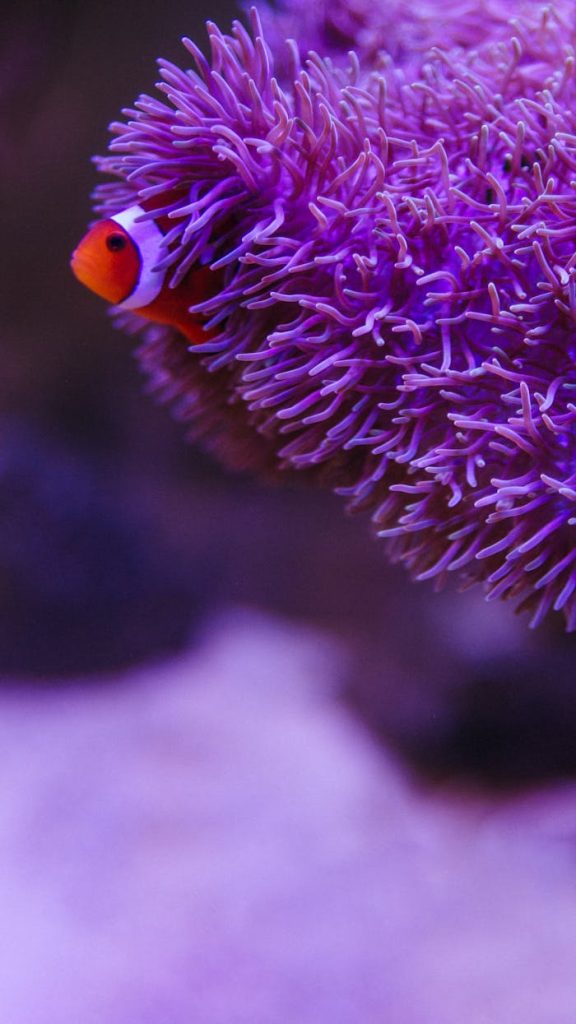 Small false percula clownfish swimming among colorful tropical sea anemone under water on violet background